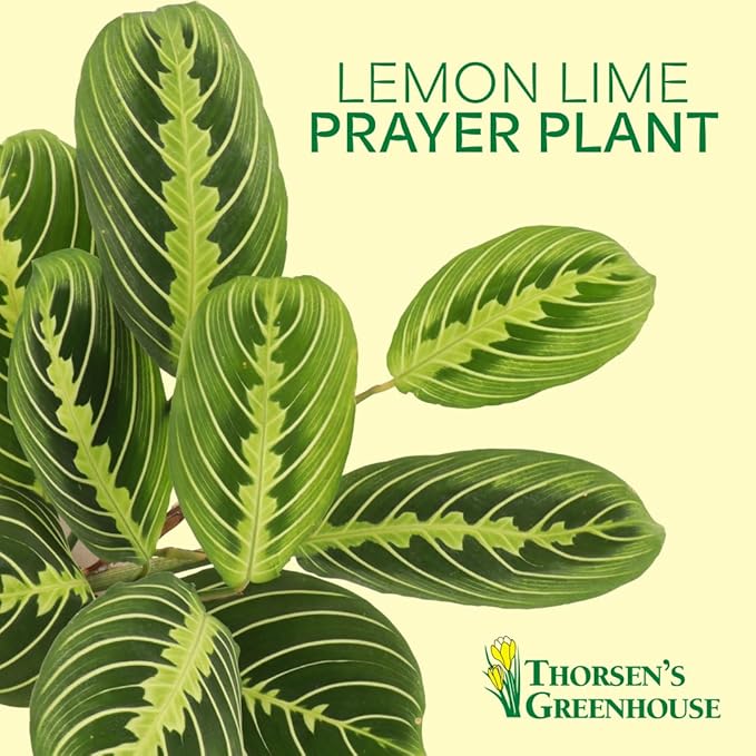 Thorsen's Greenhouse Lemon Lime Prayer Plant, Live Indoor Plant, Pet Friendly, Attractive Houseplant, Lemon Maranta, Natural Air Purifier, Easy to Grow, 4" Diameter Pot (Black - Hanging)