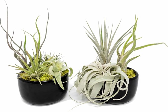 Air Plant Shop Large Assembled Air Plant Bowl Garden - Wholesale and Bulk - Succulents - Live Tillandsia - Easy Care Indoor and Outdoor House Plants (5 Assorted Air Plants)
