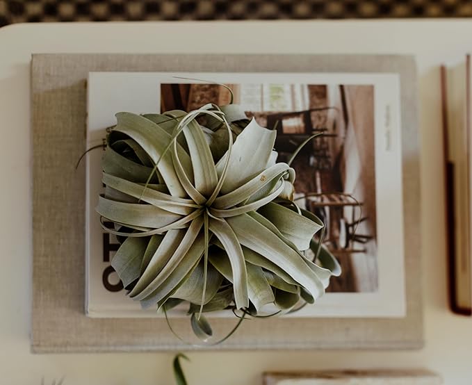 ragnaroc Air Plants - Tillandsia Xerographica, Regular 3-5” - 3ct - Live Arrival Gauranteed - House Plants for Home Decor & Gift