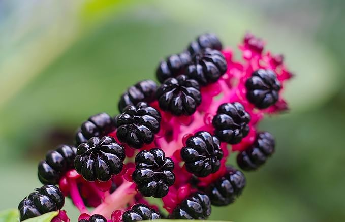Organic Poke Berries Seeds (Phytolacca Americana) 75 Seeds (1 Grams) - Poke Berries, Polk Berries, Poleberry, Pokeweed, Poke, Pokesalad, Pigeonberr, Inkberry for Planting by Smoke Camp Crafts
