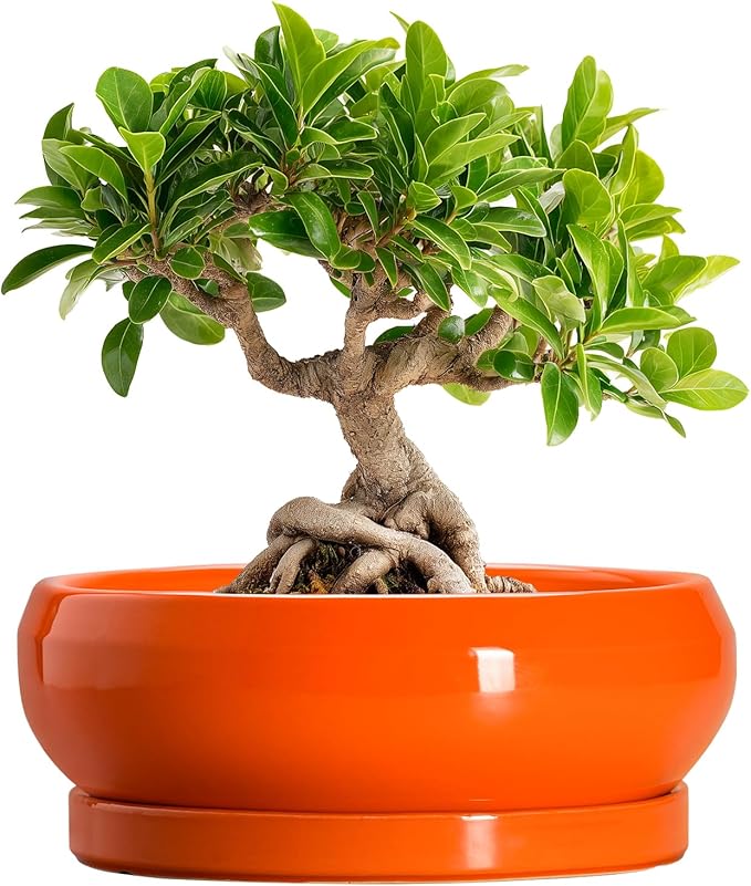 EPFamily Bonsai Pots 8 Inch - Ceramic Succulent Planter with Drainage Hole and Saucer, Shallow Plant Pot Indoor Outdoor, Round Bowl Planter, Bonsai Tree Pots, Table Decor, Plant Lover Gift, Orange