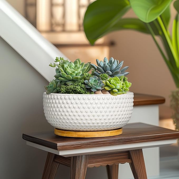 EPFamily Succulent Pots 8 Inch - Ceramic Bonsai Planters for Indoor Plants, Plant Pot with Drainage Hole and Saucer, Shallow Round Flower Planter, Modern Room Decor, Gifts for Plant Lover, White