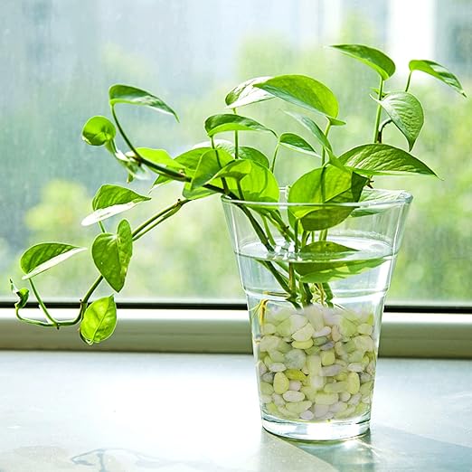Pulovin 5 lbs Jade Pebbles for Indoor Plants, Decorative Pebbles for Bamboo, Vase, 3/8" Plant Gravel for Pots Indoor, Highly Polished Small River Rocks