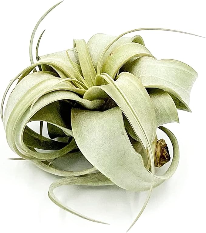 ragnaroc Air Plants - Tillandsia Xerographica, Small 2-3” - 5ct - Live Arrival Gauranteed - House Plants for Home Decor & Gift