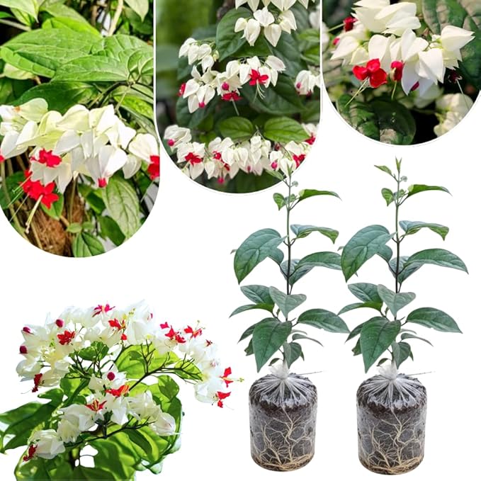 2 White Bleeding Heart Plants Live, Clerodendrum Perennial Shade Flower Plants, 4-6 Inch Tall Well-Rooted