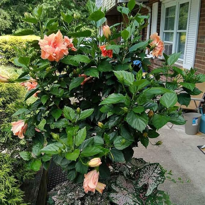 American Plant Exchange Live Tropical Double Peach Hibiscus Plant with Colorful Blooms, Plant Pot for Home and Garden Decor, 10" Pot