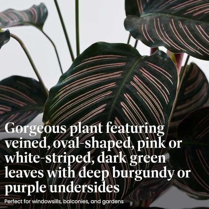American Plant Exchange Live Calathea Ornata – 6-Inch with Pot Cover – Pet-Friendly Tropical Houseplant with Pink-Striped Leaves for Low Light Homes, Offices & Indoor Décor