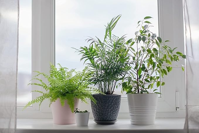 American Plant Exchange Parlor Palm – Live 6-Inch Potted Houseplant with Pot Cover, Easy-Care Air-Purifying Indoor Palm, Low-Light Tropical Plant for Home, Office, Bedroom & Indoor Décor