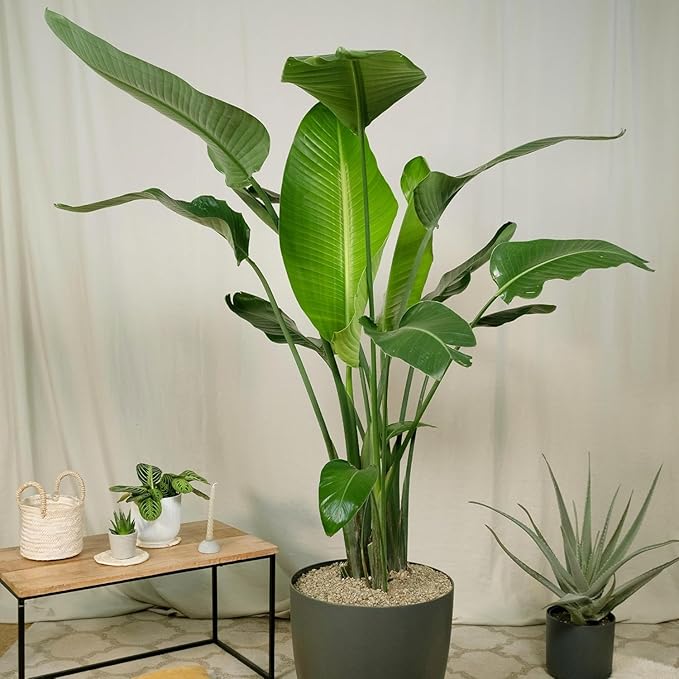 Live White Birds of Paradise Plant - 'White Birds of Paradise' Strelitzia nicolai - ragnaroc Tropical Plant 6-10” Tall - 4ct - Live Arrival Guaranteed - House Plants for Home Decor & Gift
