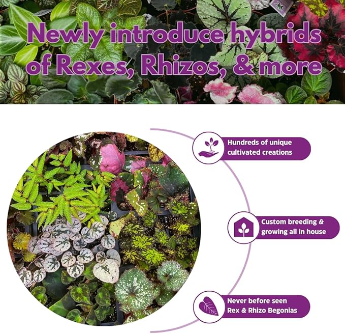 BubbleBlooms Flame Violet, Episcia Cupreata Assortment Set 2 inch pots 3 Different Velvet Plants, Tiny Mini Pixie Plant