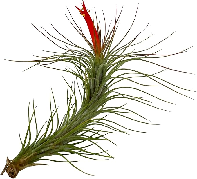 ragnaroc Air Plants - Venner Gift Box Large 4" - 7ct - Live Arrival Guaranteed - House Plants for Home Decor & Gift