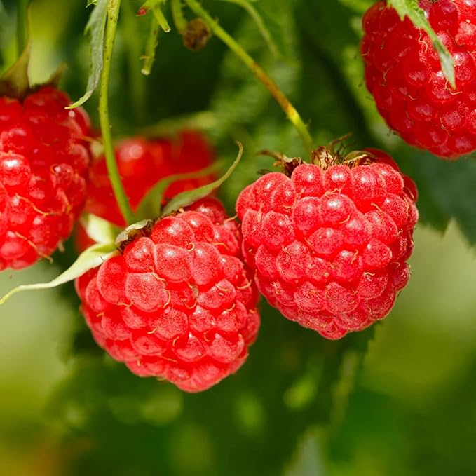 1500+ Mix Fruit Tree Seeds for Planting, 400 Strawberry 200 Blueberry 300 Raspberry 300 Mulberry 200 Cranberry 20 Cherry, 6 Variety Individual Packs Organic Fruit Seeds