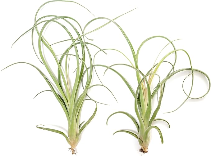 Air Plant Shop Tillandsia Curly Slim Mounted on Natural Cedar Plank - Wholesale and Bulk - Succulents - Live Tillandsia - Easy Care Indoor and Outdoor House Plants