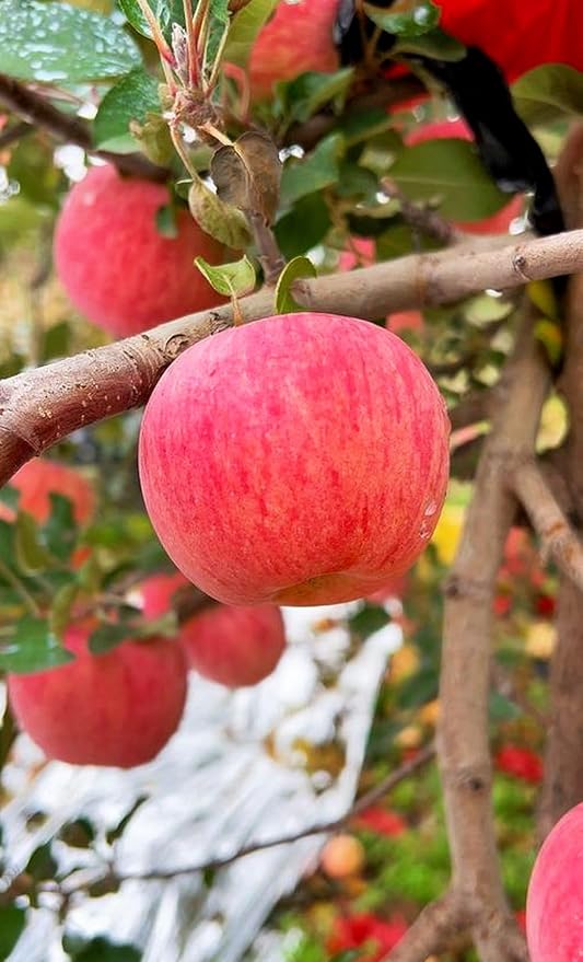 100 pcs Apple Tree Seeds Honey Crisp Honey Crunch Pomme Pommier Fruit Plant Bonsai Malus Seeds
