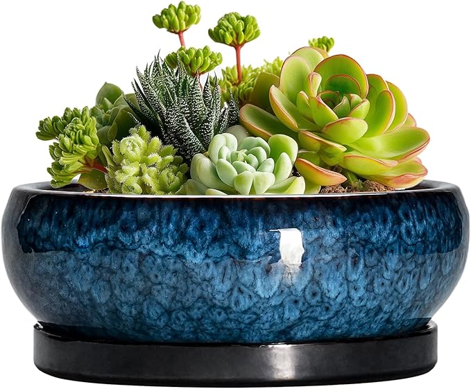 EPFamily Succulent Pots - 6 Inch Ceramic Bonsai Pots with Drainage Hole and Saucer, Shallow Planter for Indoor Outdoor, Round Succulent Planter, Cactus Pot, Office Decor, Gifts for Plant Lovers, Blue