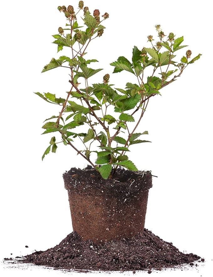 Perfect Plants Ouachita Thornless BlackBerry Bush 1 Gal. Pot Extremely Hardy Large Sweet Berries