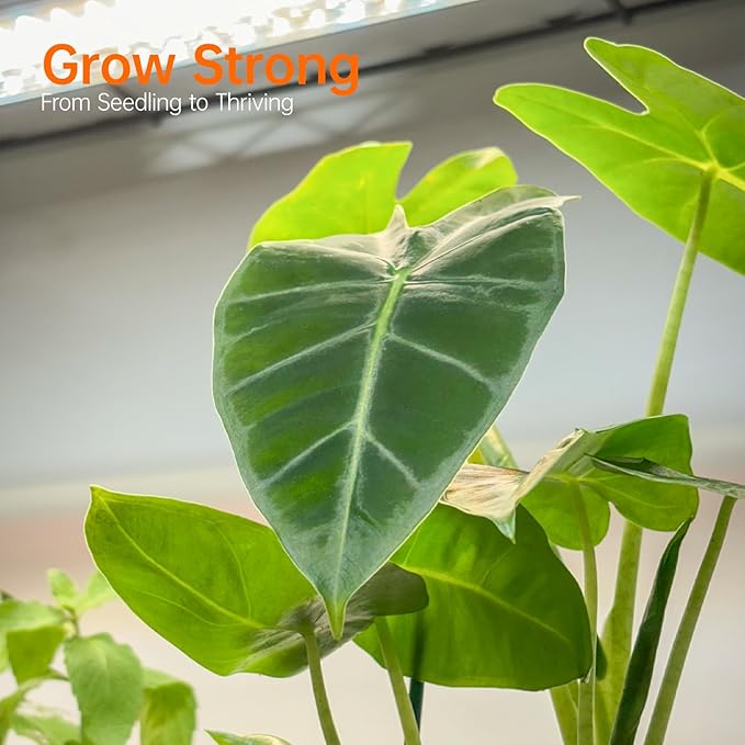 Bstrip Indoor Greenhouse with Grow Light, Mini Green house with 5 Pack T8 Full Spectrum Plant Lights, Plant Shelf with Tent for Indoor Plant, Seed Starting, Seed Tray, 35.4"x13.8"x71"