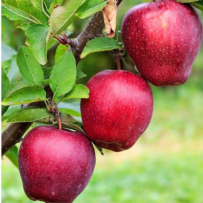 Red Delicious Apple Tree, Deciduous, Fruit Bearing, Fast Growing, 1 gal Nursery Pot, 2-3 ft. Tree Height (Due to Agricultural Laws, we Cannot Ship to CA, AZ, AK, or HI)