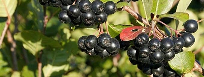 8-14" Tall Aronia melanocarpa Black Chokeberry bareroot Plant