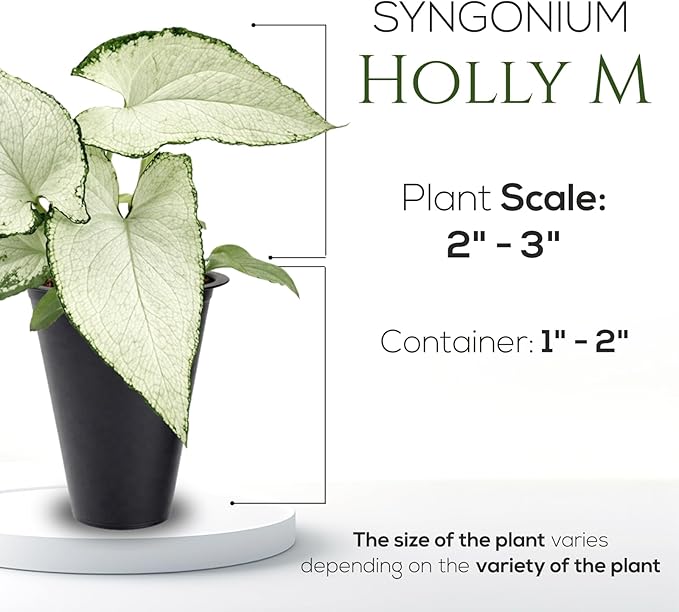 Syngonium Holly M (4 Pack) Live Starter Plants, Variegated Arrowhead Vine Houseplants, Easy Care Indoor Tropical Plants Live, Decorative Foliage Plants