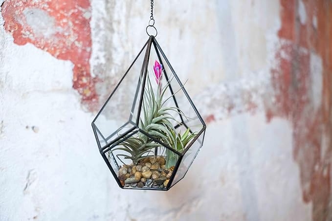 DIY Terrarium Kit with Air Plants - Air Plant Tillandsia Holder - Live Tillandsia Succulent House Plant - Wholesale and Bulk - Home and Garden Decor - Easy Care Indoor and Outdoor Plant (Pentagon)
