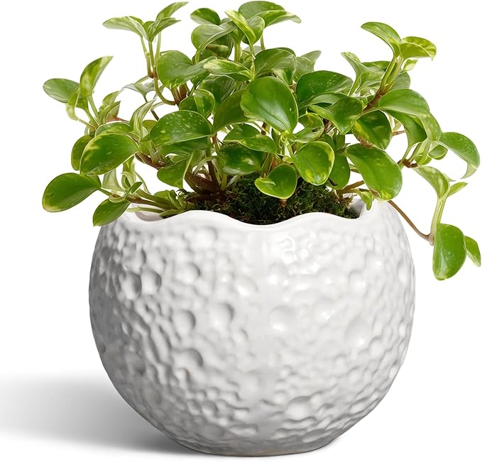 Thirtypot 4 inch Plant Pots - Ceramic Pots for Plants with Drainage Hole, Small Planter for Indoor Outdoor, Unique Succulent Pot, Decorative Modern Round Planter, Desk Decor, Plant Lover Gifts, White