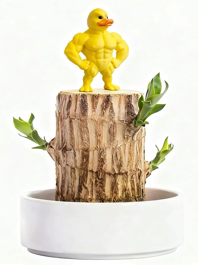 Brazilian Lucky Wood Live Plant | Easy Care Good Luck Indoor Decor | Beginner-Friendly (0-Failure Grow) | Fast Leaf-Growing Feng Shui Wealth Charm (Duck)