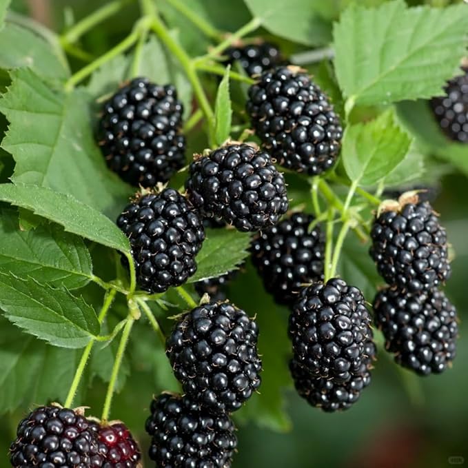 200+ BlackBerry Seeds for Planting - Non-GMO, Organic & Thornless | Heirloom Variety, High Yield | Sweet, Juicy & Nutritious Healthy Fruit | Ideal for Outdoor Gardens, Home Gardens & Farms