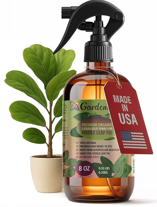 GARDENERA Professional Organic Liquid Kelp Spray for Fiddle Leaf FIG Plants - 8 oz - Ready-to-Use Fully Organic Seaweed & Kelp Fertilizer Mist