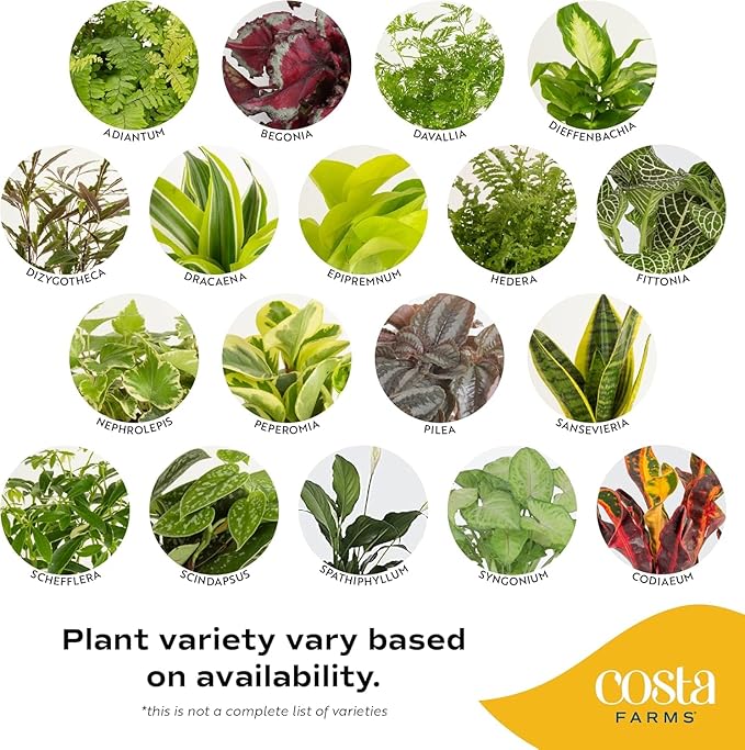 Costa Farms Live Indoor Plant Bundle in Plastic Pots, Easy to Maintain, Air Purifying Houseplants, Assorted Varieties, Room or Home Decor, House Warming Gift, 8-12 Inches Tall, Pack of 6