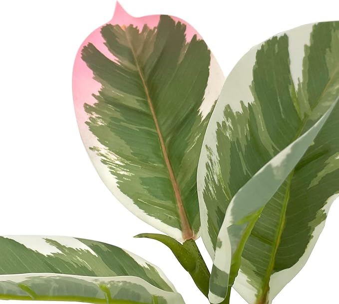 Artificial Tree in Modern Geometric Pattern Planter, Fake Rubber Silk TRE for Indoor and Outdoor Home Decoration - 70" Overall Tall (Plant Pot Plus Tree)