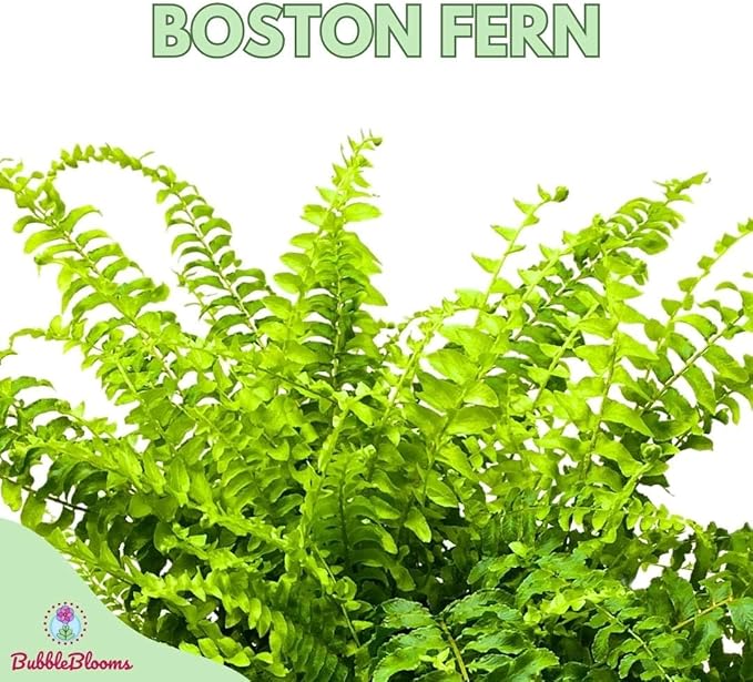 BubbleBlooms Boston Fern, in a 6 inch Pot, Nephrolepis exaltata,