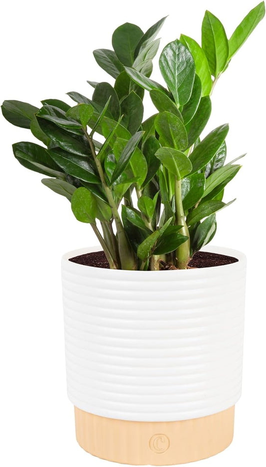 Costa Farms ZZ Live Plant in Decorative Pot, Easy to Maintain, Air Purifying Indoor Houseplant, Perfect for Home, Room, or Office Decor, Great House Warming or Birthday Gift, 12-20 Inches Tall