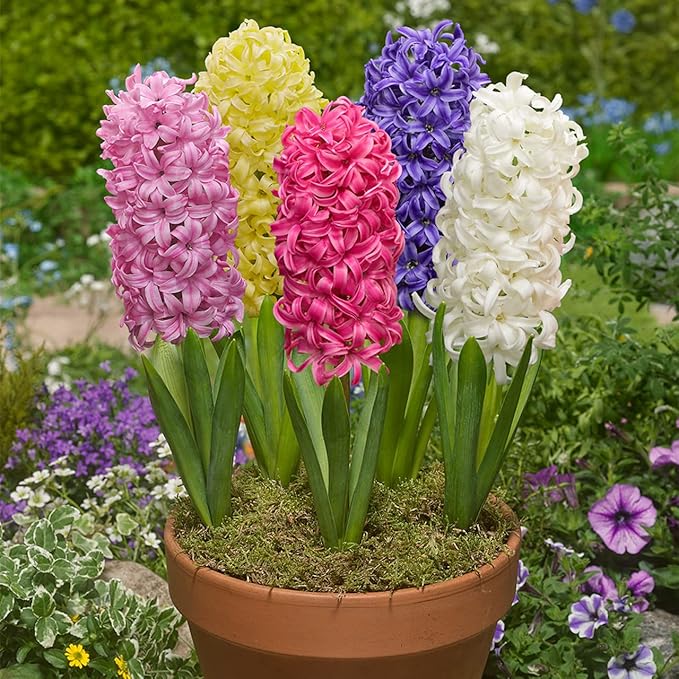 Hyacinth Mixed Bulbs - Perennial and Fragrant, Mix Hyacinths Bulbs for Planting | Long Lasting Beauty - Stunning Garden Display (5 Pack)