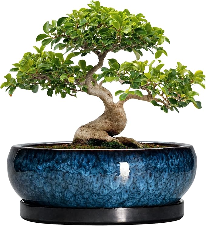 EPFamily Bonsai Pots - 13 Inch Ceramic Succulent Pots for Indoor Outdoor, Large Succulent Planter with Drainage Hole and Saucer, Round Shallow Flower Planters, Porch Decor, Gardening Gifts, Blue