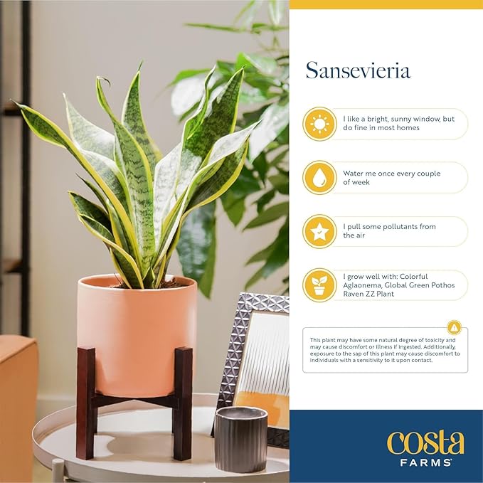 Costa Farms Snake Plant, Small Live Plant in Decorative Pot, Easy to Maintain, Air Purifying Succulent Indoor Houseplant, Assorted Variety, Home, Room, or Office Décor, 8-12 Inches Tall