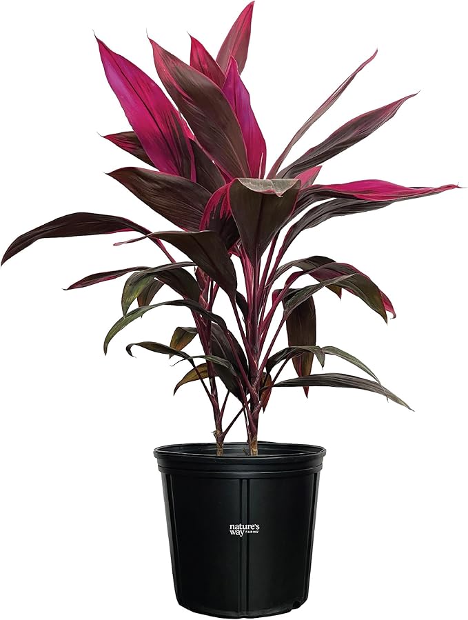 Cordyline Fruticosa, Red Sister, Ti Plant, Live Plant 25-30 in. Tall in Grower Pot by Nature's Way Farms