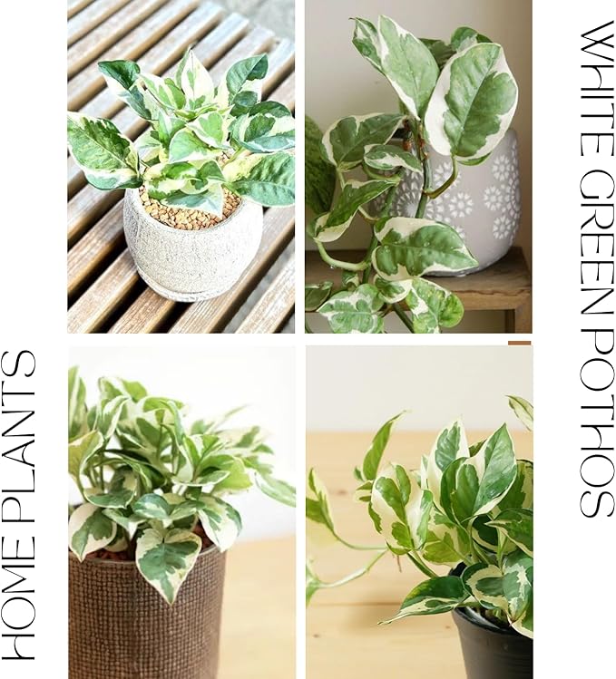 White Green Pothos Plant, Fully Rooted Live Indoor Houseplant, 3 Inc Pot