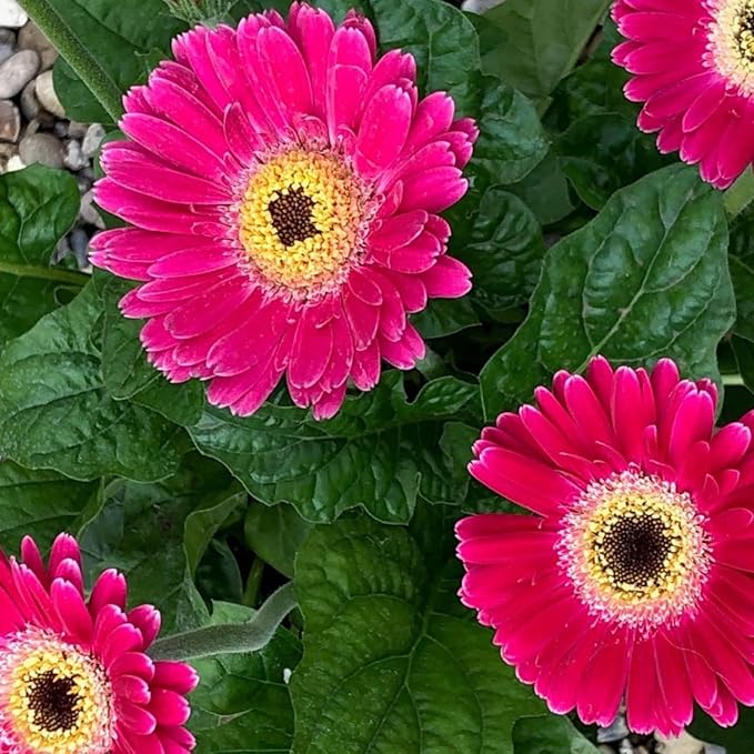 Sets 4 Pink Gerbera Daisy Live Plants, Ready to Bloom in Spring, Flower Winter Hardy Outdoor Planting