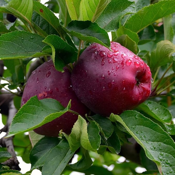Red Delicious Apple Tree, Deciduous, Fruit Bearing, Fast Growing, 1 gal Nursery Pot, 2-3 ft. Tree Height (Due to Agricultural Laws, we Cannot Ship to CA, AZ, AK, or HI)