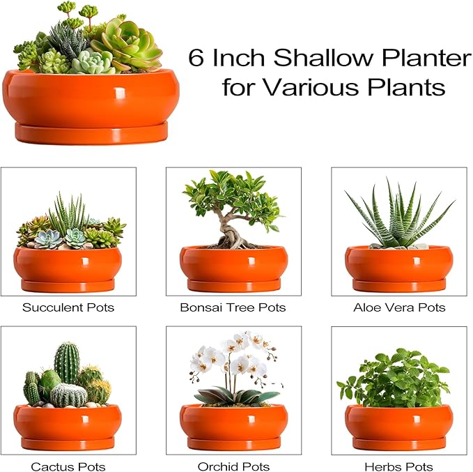 EPFamily Succulent Planters 6 Inch - Small Bonsai Pots Ceramic, Succulent Pots with Drainage Hole and Saucer, Shallow Planters Indoor Outdoor, Round Cactus Pot, Office Decor, Gardening Gift, Orange