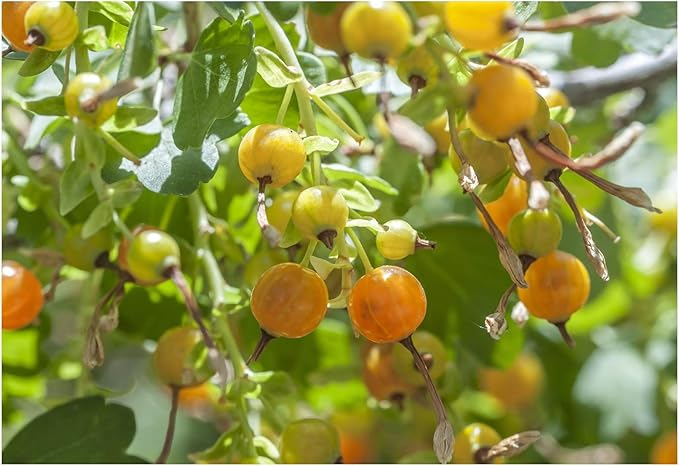 Golden Currant 50 Seeds (Ribes aureum) Non GMO - Open Pollinated - Heirloom