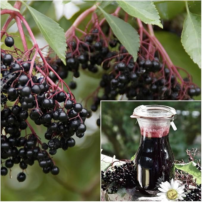 Berry Seeds Variety Pack, 310 Seeds Total, Non-GMO Strawberry, Raspberry, Elderberry, Cherry Mix for Home Garden, Easy to Plant