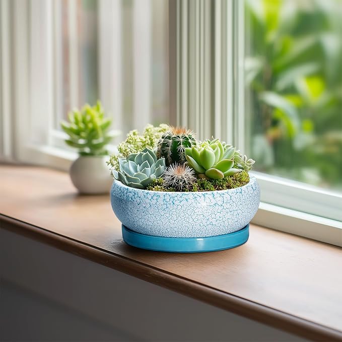 EPFamily Bonsai Pots Small - 6 Inch Succulent Pots with Drainage Hole and Saucer, Succulent Planters for Indoor Outdoor, Shallow Plant Pot, Round Bonsai Planter, Office Decor, Plant Lover Gifts, Blue