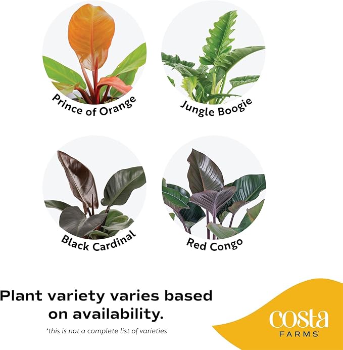 Costa Farms Philodendron Live Plant in Decorative Pot, Large Air Purifying Indoor Houseplant, Assorted Variety, Home, Room, or Office Decor, Great House Warming or Birthday Gift, 2-3 Feet Tall