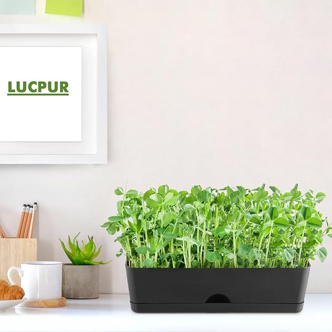 6-Pack Large Window Boxes Planters 16 Inch Rectangle Plant Box Rectangular Planters for Outdoor and Indoor Plants Plastic Windowsill Planter for Herbs Vegetable Flowers Long Window Sill Planters