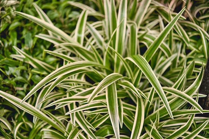 Reverse Variegated Spider Plant in 6-inch Hanging Pot, Live Indoor Houseplant