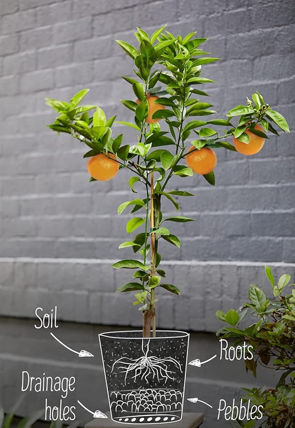 GARDENERA Citrus Tree Potting Soil Mix, Special Blend for Indoor Oranges, Lemons, Limes and More - (1 Quart Bag)