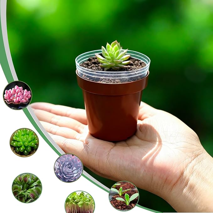 Gyfofix 2 Inch Round Nursery Seedling Pots (Red+Clear),100 Pack Mini Plastic Seedling Planter,Sturdy Small Plastic Pots with Drainage Holes for Seed Starting, Succulents, Indoor Outdoor Gardening