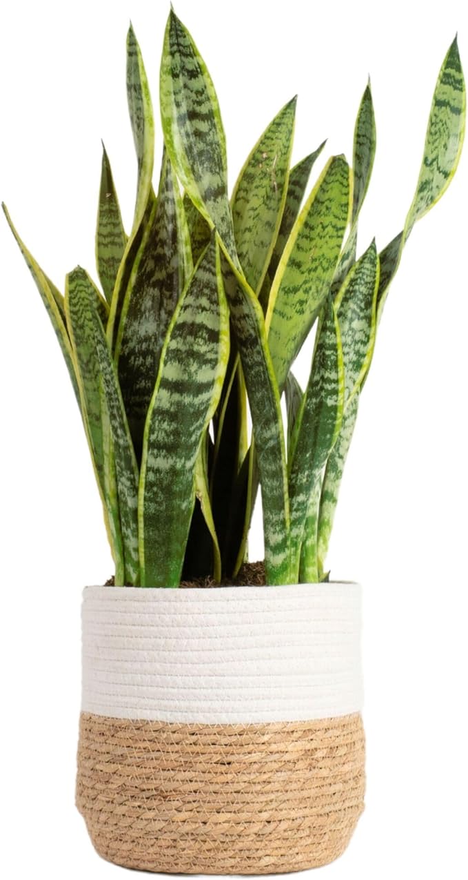 Costa Farms Live Snake Plant, Sansevieria, Easy Care House Plant in Premium Decor Pot, Houseplant in Potting Soil Mix, Succulent Plant Gift for Housewarming, Office and Home Decor, 2-3 Feet Tall
